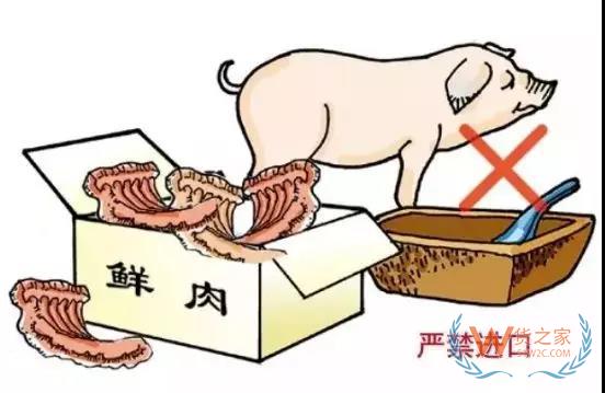 非洲豬瘟防控，你需要知道的在這里！貨之家