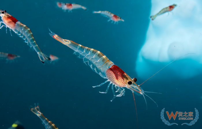 跨境進(jìn)口保健品魚油OUT了？磷蝦油成為進(jìn)口保健品市場紅利新寵